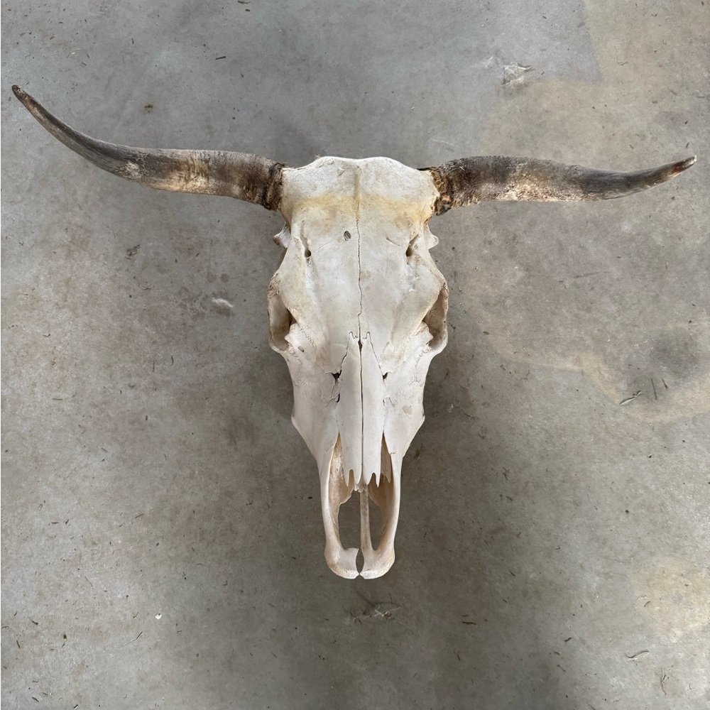 Rustic Animal Skull Wall Decor